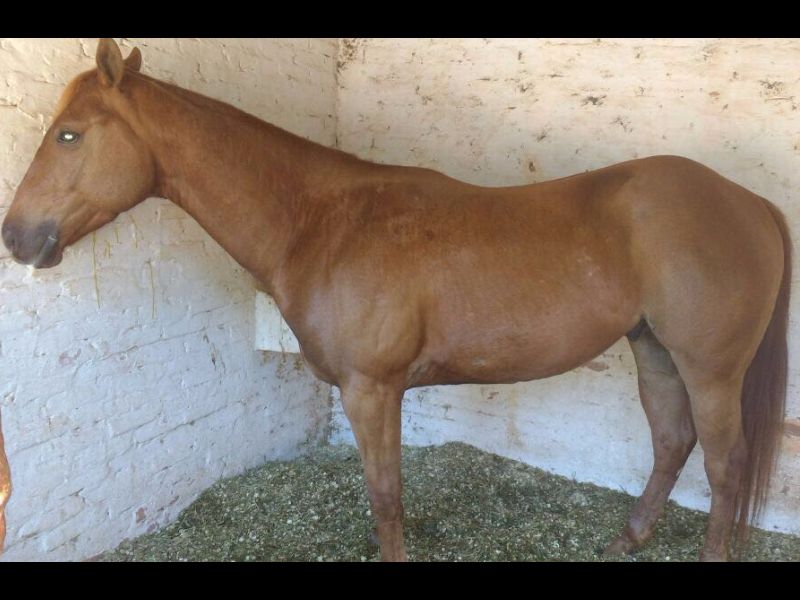 BARTO EASE CATH