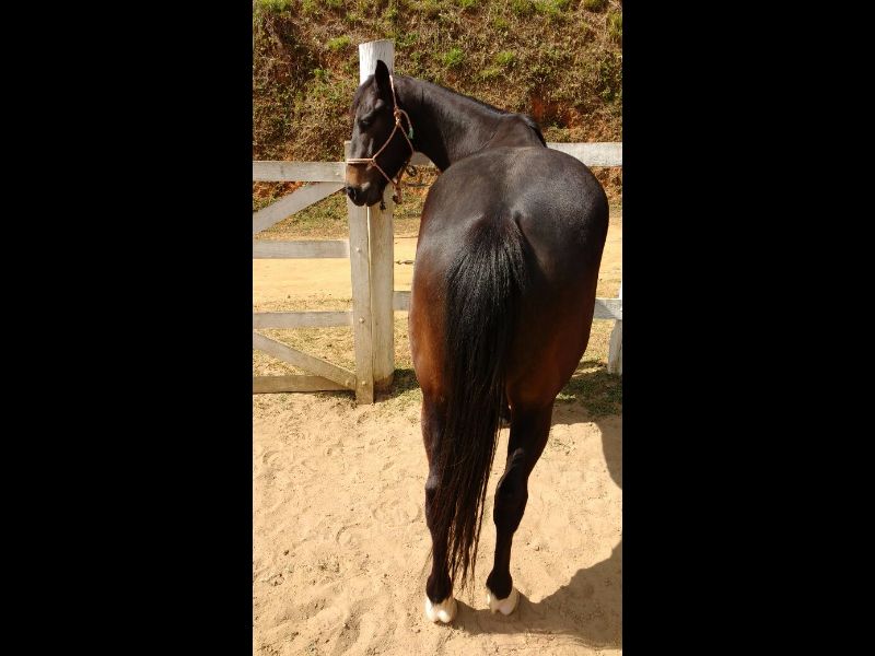 IPANEMA PLAYLENA