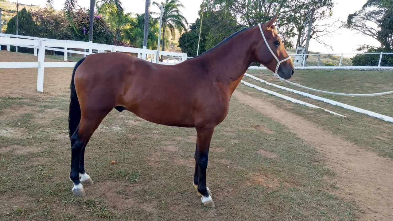 CAVALO MANGALARGA MARCHADOR