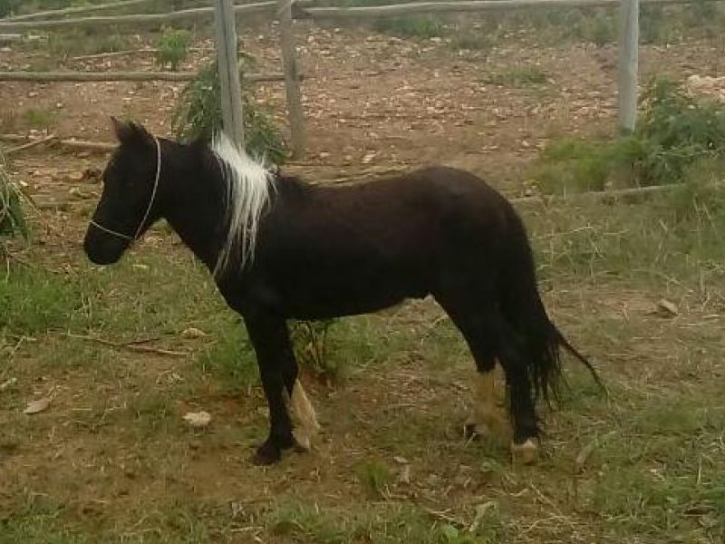PONEI 