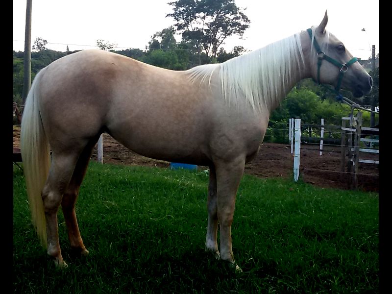 LADY PALOMA SPARK FQ