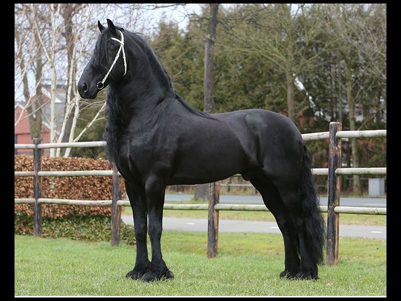 GARANHÃO FRIESIAN
