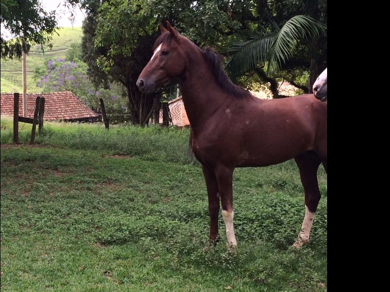 JOCKEY RIO DAS FLORES