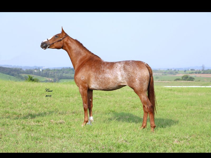 GUARANESIA DO CHL