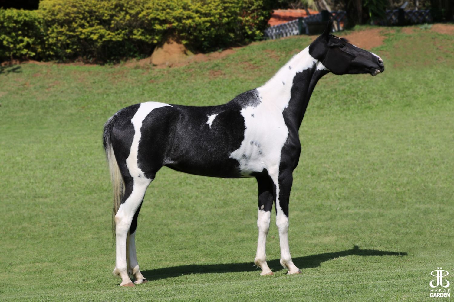 ILUMINADA FRANCA (T.E.)