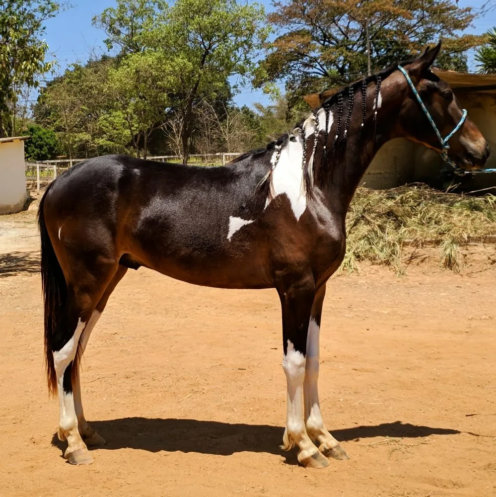 CAMARO DO CAVOK 