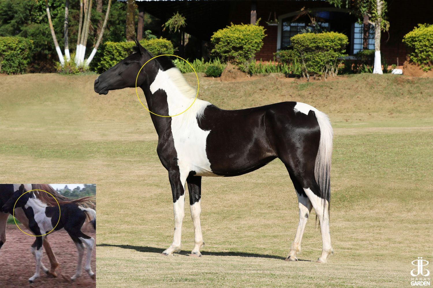 CHARMOSA FAJORI