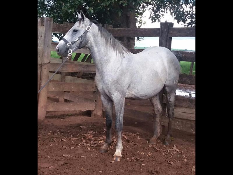 FAISÃO DOC HSD