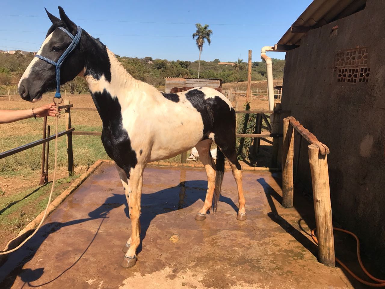 EGUA MANGALRGA PAMPA DE PRETO