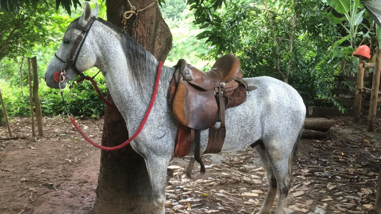 BARUKE 