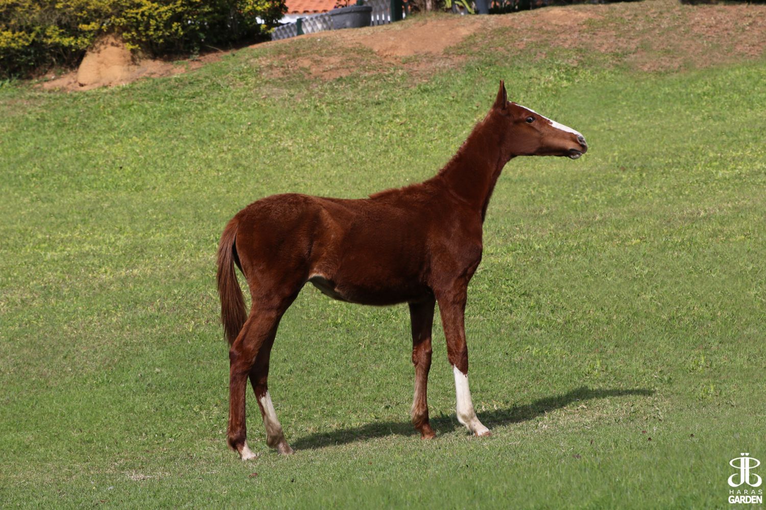 JJ ORGULHOSA DO GARDEN