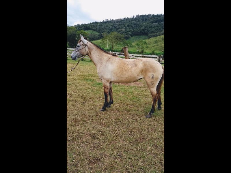 AJEITADA DO GAROPABA