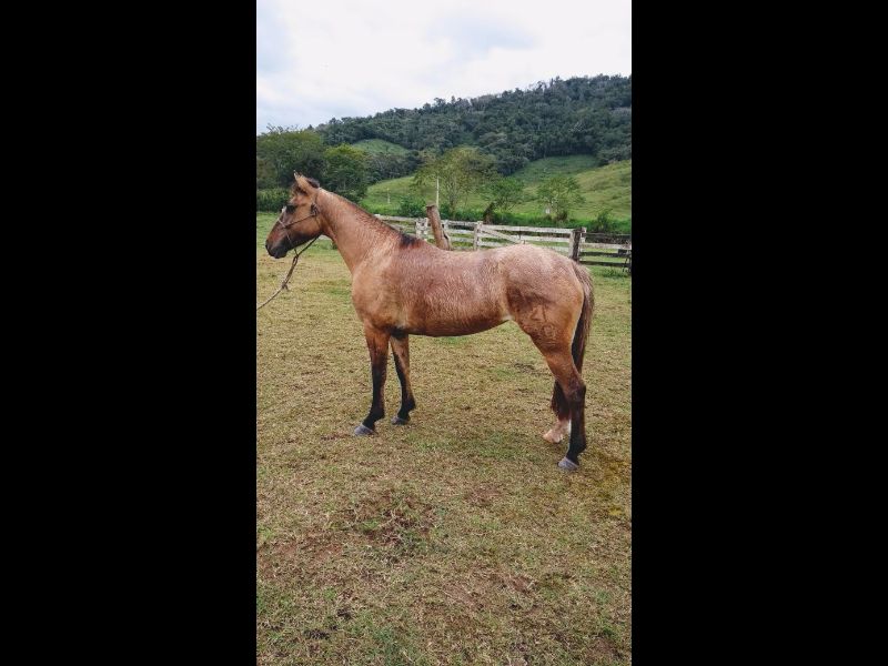 AMÉLIA DO GAROPABA