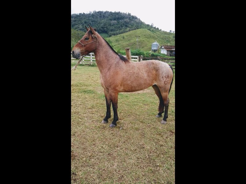 INOCÊNCIA DO CARAÇA