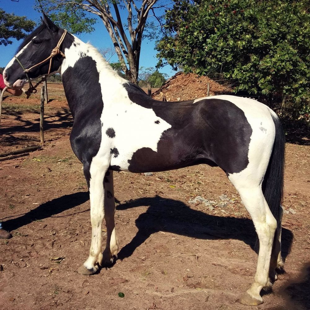 GARANHÃO HOMOZIGOTO SERVINDO - ALMANAQUE