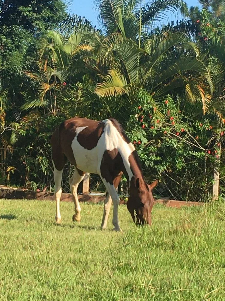 CACAU DO JR CAVALOS