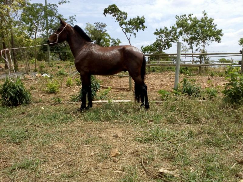 CAVALO MARCHA PICADA