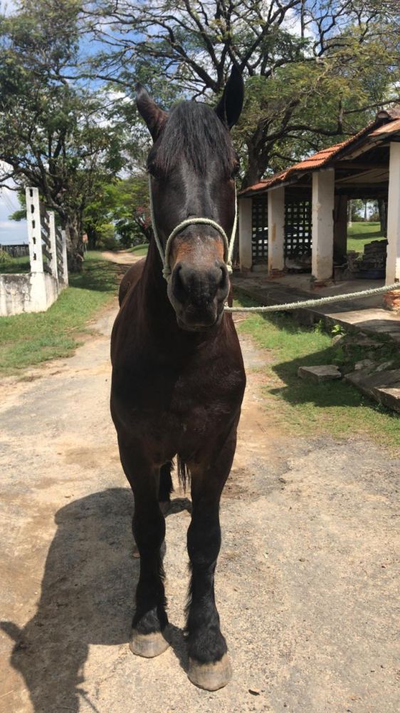 ANDARILHO - PERCHERON INTEIRO