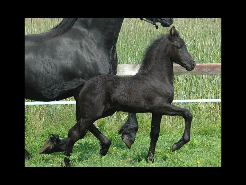 FRIESIAN