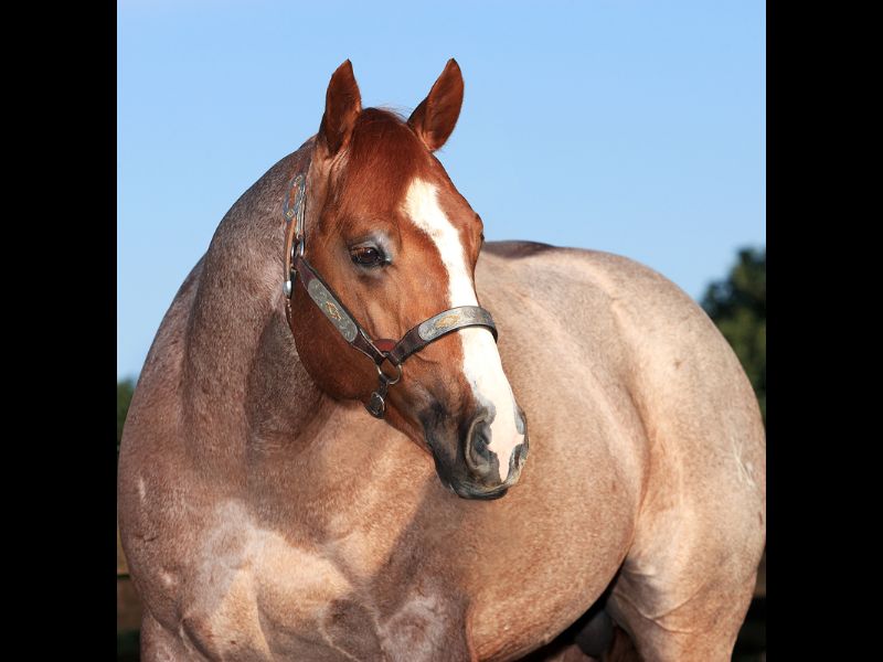 KF BET ON SUNDAY X FAJITA'S PISTOL OU AMERICA PLAY JAY 