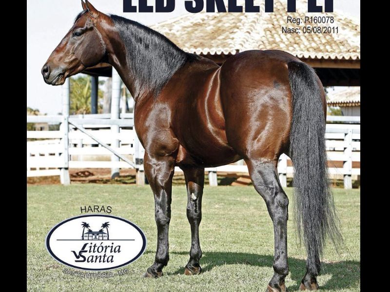 LED SKEET PEP