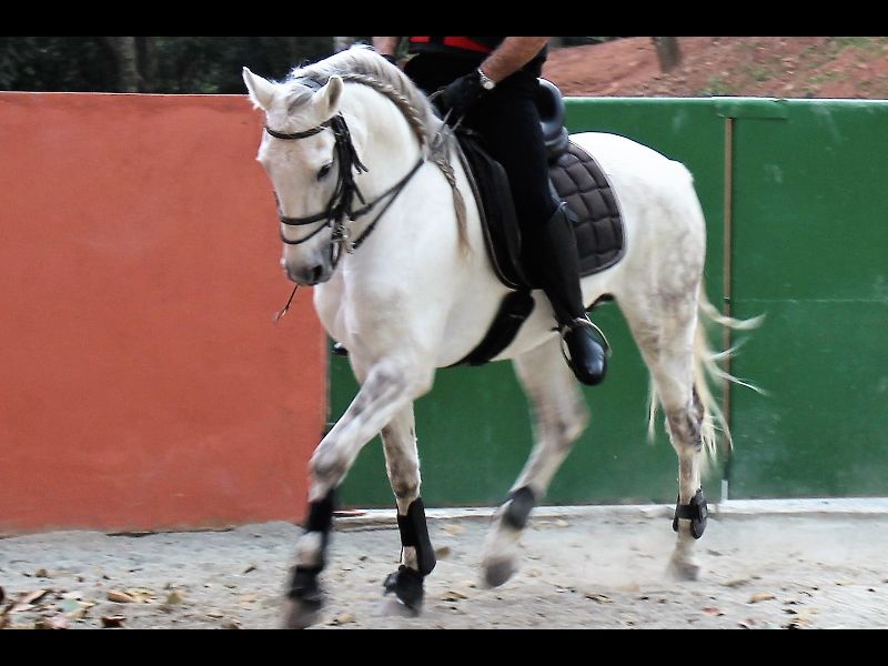 CANOTILLO V.O.