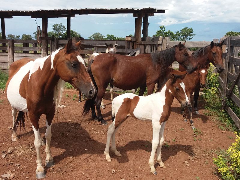 LOTE COM 7 ANIMAIS