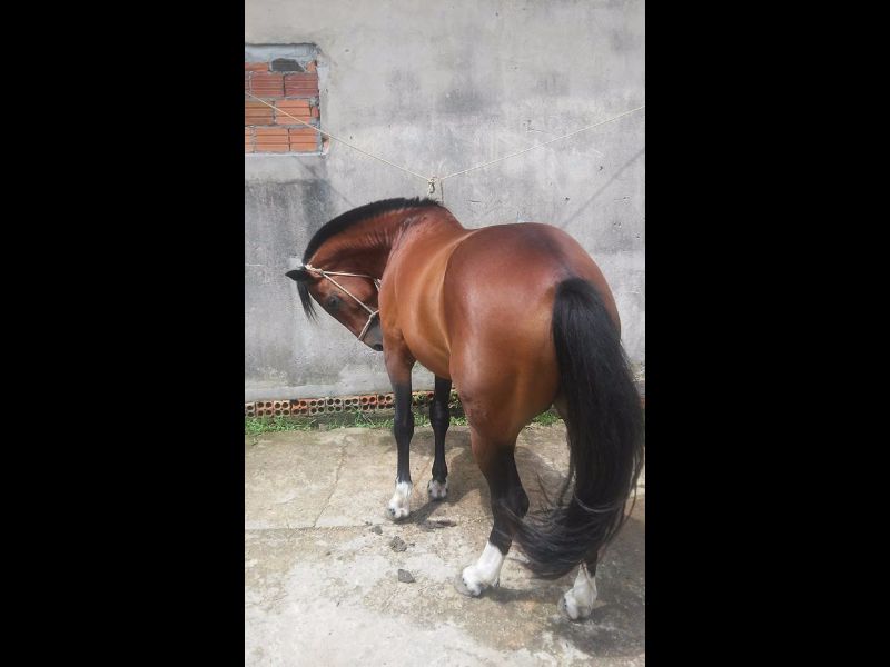 MANEIRO DO SILÊNCIO