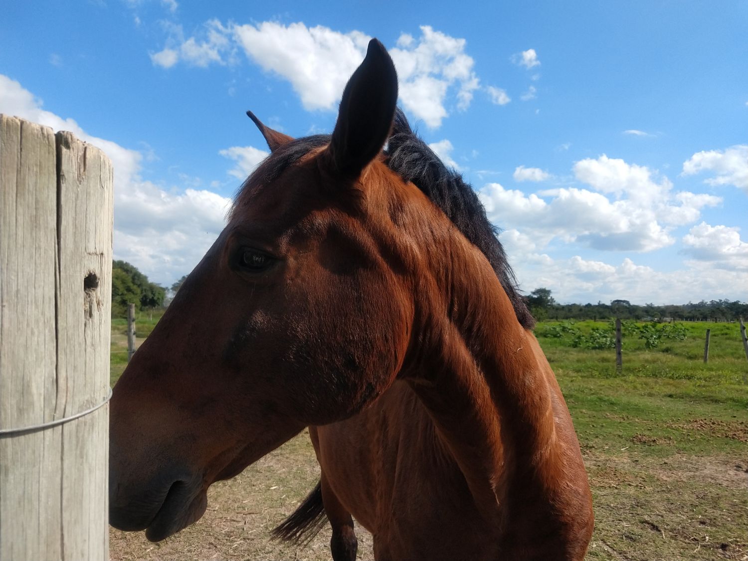 LUSITANO ADORÁVEL E SALTADOR