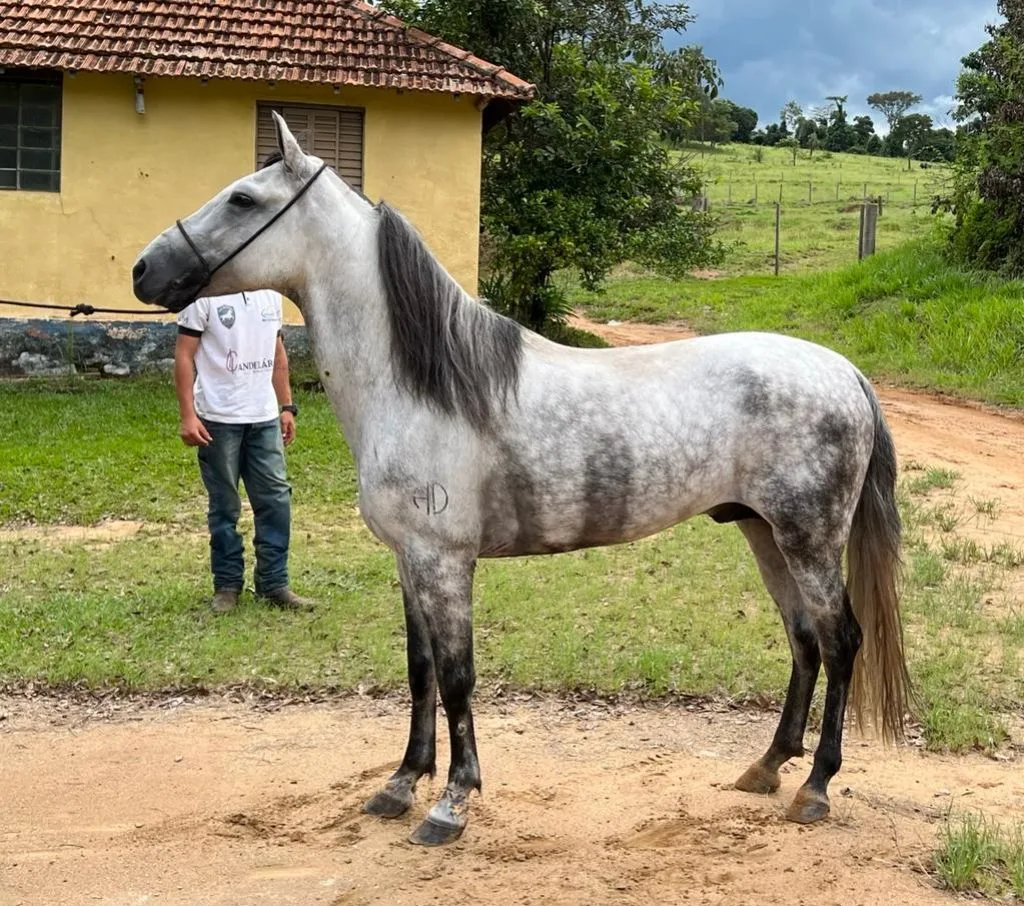 CURINGA DUKATI