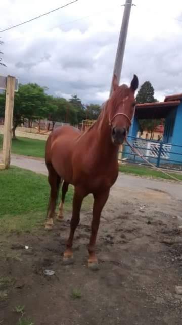 CAVALO MANGALARGA