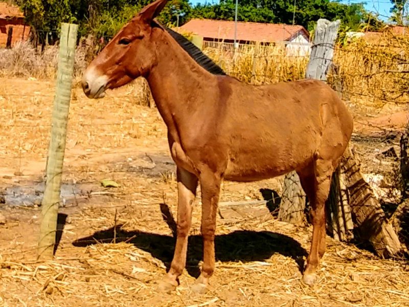 SAMAMBAIA