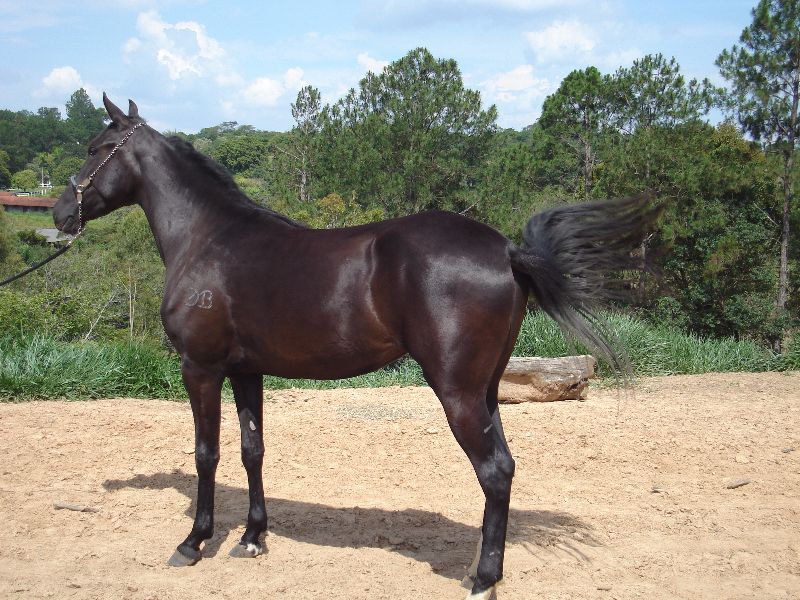 LUA DO BUDIPA