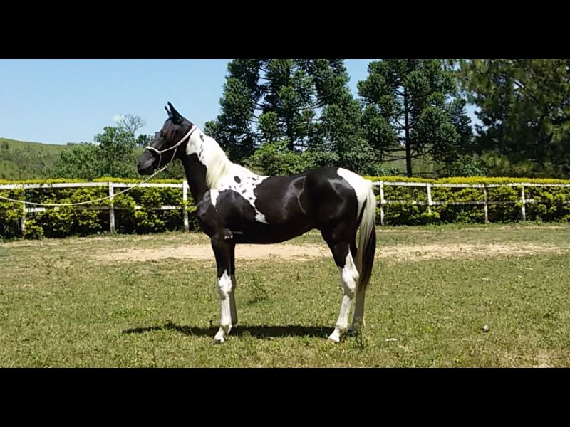 ADES TRUE TYPE - HOMOZIGOTO
