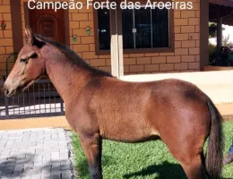 CAMPEAO FORTE DAS AROEIRAS