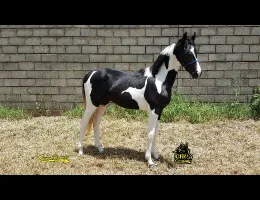 ZEUS TRÊS REYS 