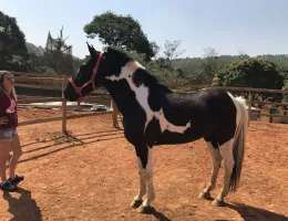 DELÍRIO DO ALRI