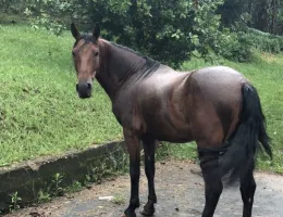 CAVALO MM REGISTRADO