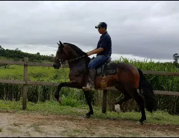 EXTRATO SOLAR DO JAPÍ