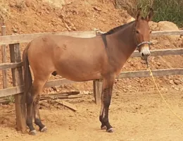 BURRO MARCHA PICADA