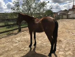 LINDA POTRA 1/4 DE MILHA
