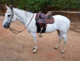 MANGALARGA MARCHADOR CASTRADO