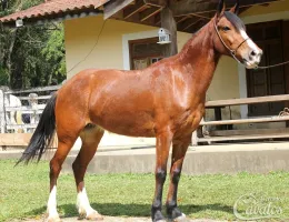 TEQUILA DO RASF
