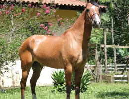 TITANIO DO RASF