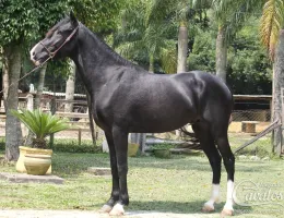 IMPÉRIO DO RASF