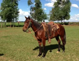 RASH PEP ( TEAM ROPING)