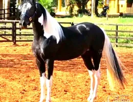 MÍSSISSIPI DO CAL