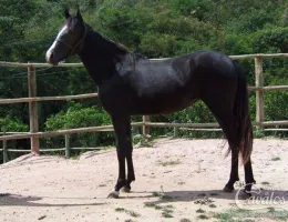 ESTRELA DO CAPU