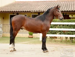 FOX CAXAMBUENSE