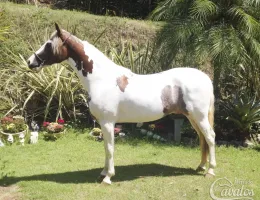 RF TRITON DE MOURA